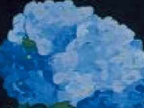 Blue Hydrangea – Flower Series – Val Walton Art Blue Hydrangea - Flower Series - Val Walton Art