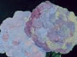 Purple Hydrangea – Flower Series – Val Walton Art Purple Hydrangea - Flower Series - Val Walton Art